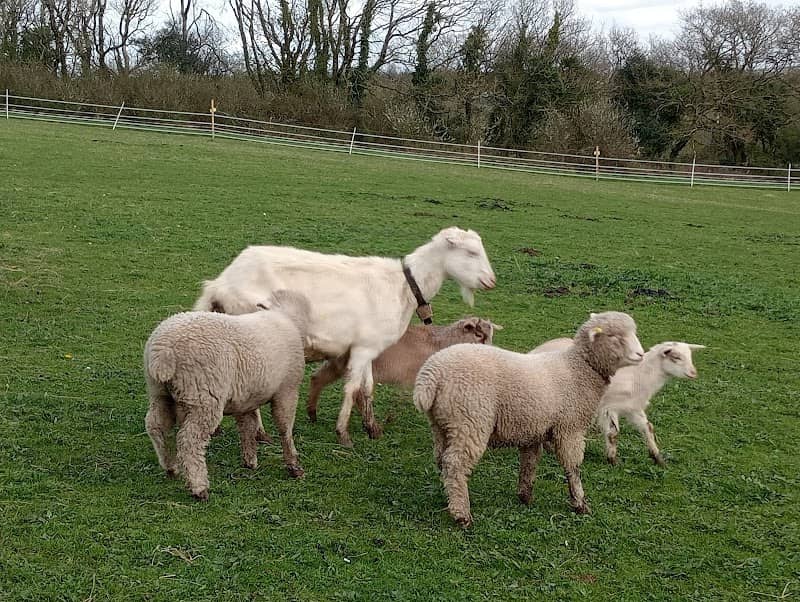 Parc Y Mynydd Farm - Image 1