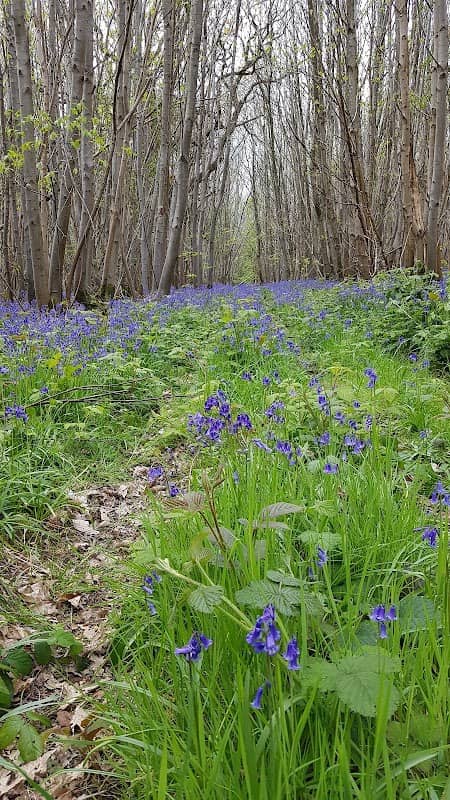 Longbeech North - Woodland Trust - Image 1