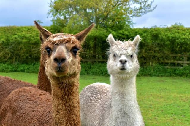Burntwood Alpaca & Animal Experience - Image 1