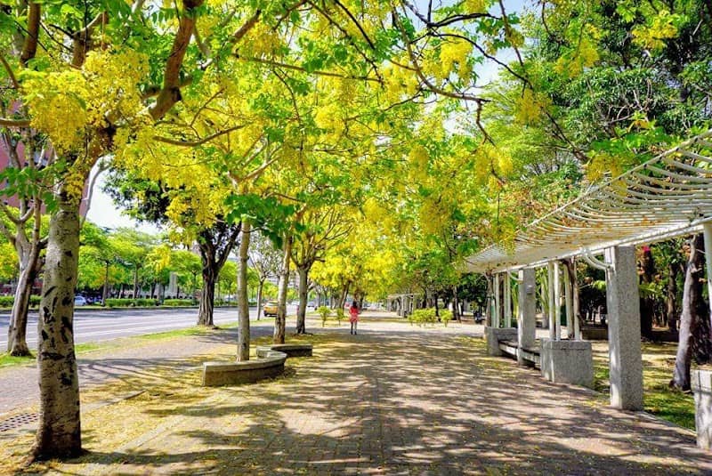 阿勃勒黃金步道 - Image 1
