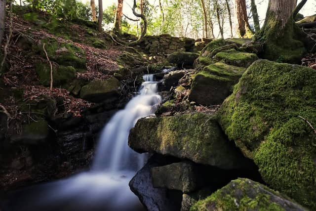 Cleddon Shoots - Image 1