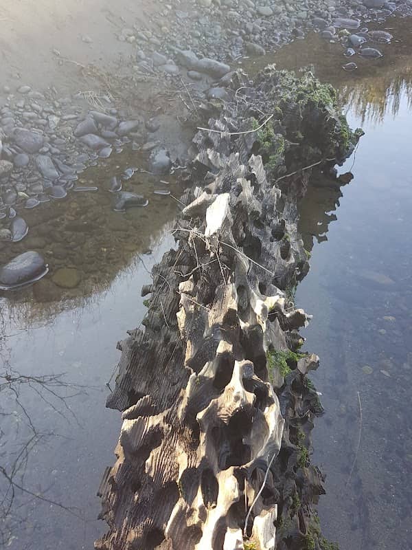 Nanaimo River Estuary - Image 1