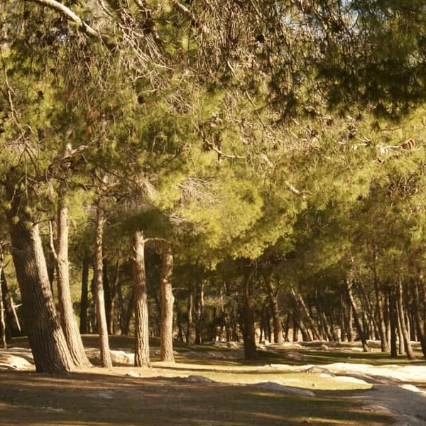 Ghamdan Park - Image 1