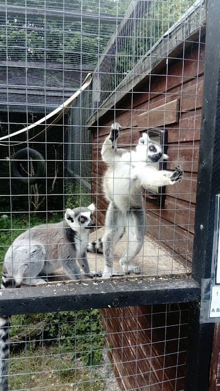 C&J's Animal Park - Image 1