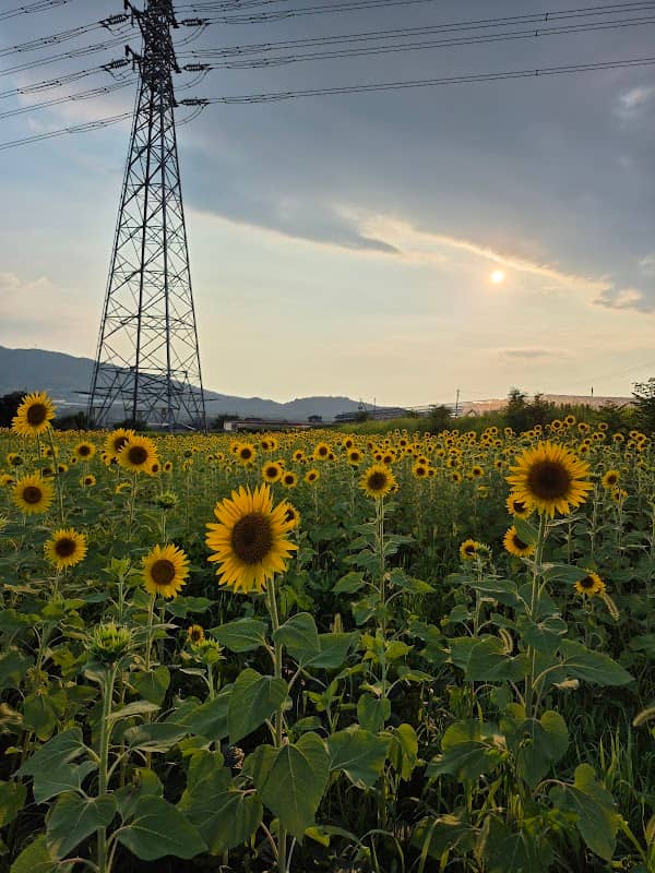 ひまわり広場🌻 - Image 1