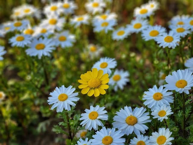 Pureun Arboretum - Image 2