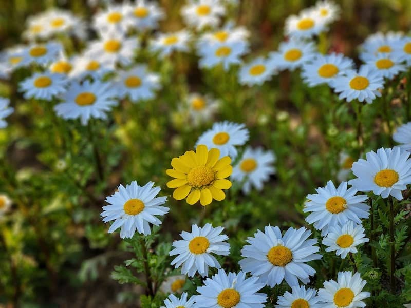 Pureun Arboretum - Image 2