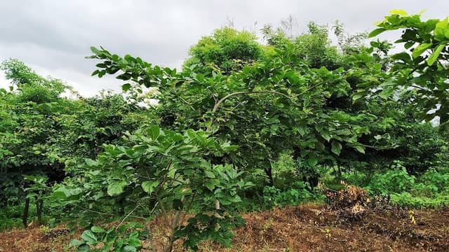 GREEN GLORY🌳 (@Satange Sir) - Image 2