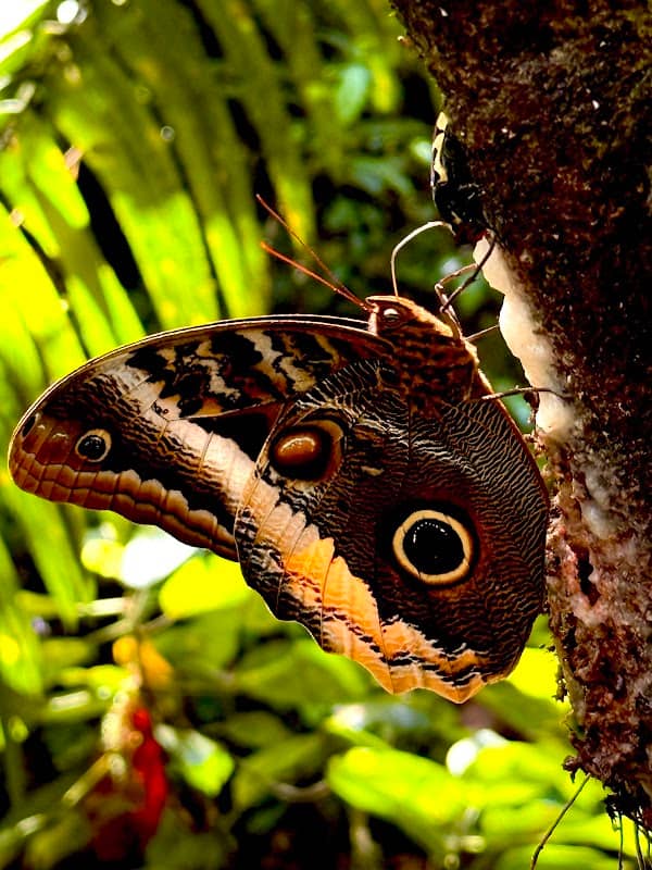 The Oasis Butterfly Dome - Image 2