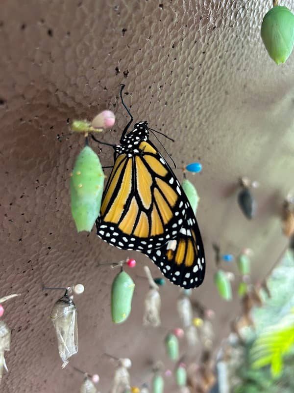 The Oasis Butterfly Dome - Image 1
