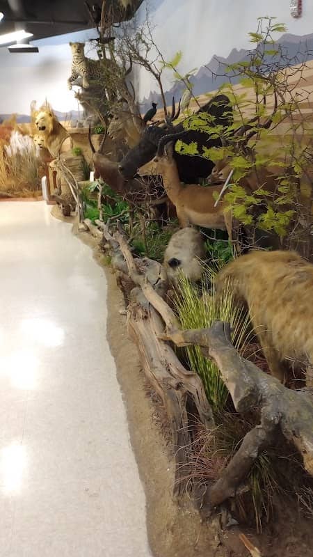 Jurica-Suchy Nature Museum - Image 2