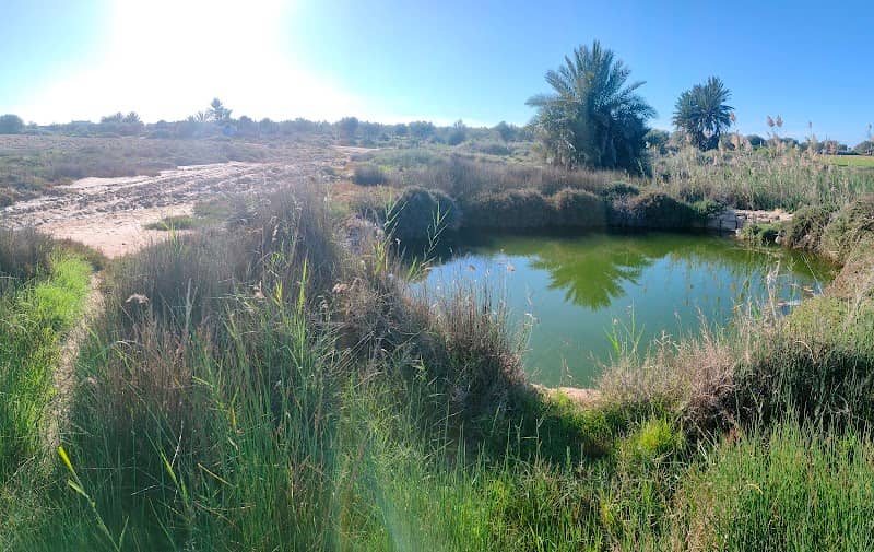 Thrayett water spring - Image 1