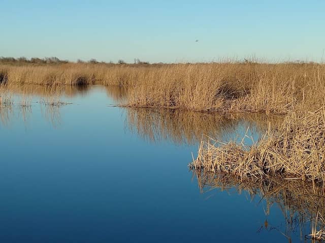 Brazoria National Wildlife Refuge - Image 2