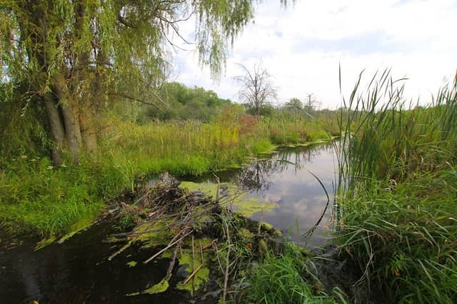 New Munster Bog Island State Natural Area - Image 2