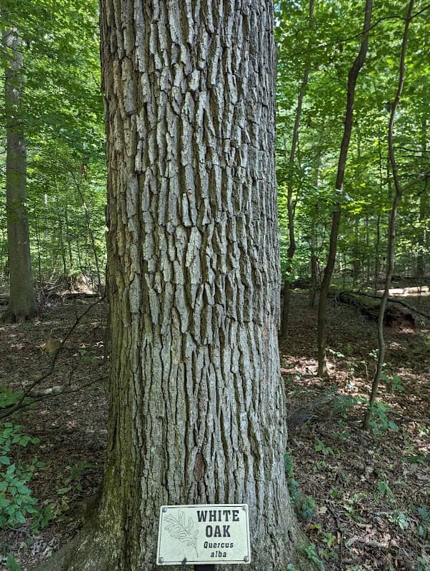 Johnson Woods State Nature Preserve - Image 2