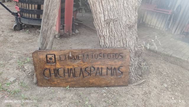 CHICHA LAS PALMAS - Image 1