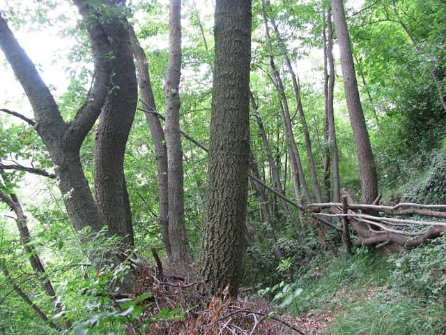 Quercia Secolare (Cerrosughera) della Bernardina - Image 1