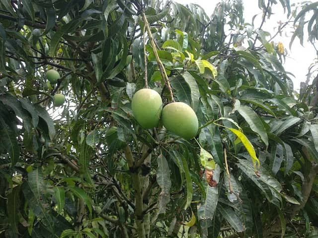 Vatsalya Farms - Image 1