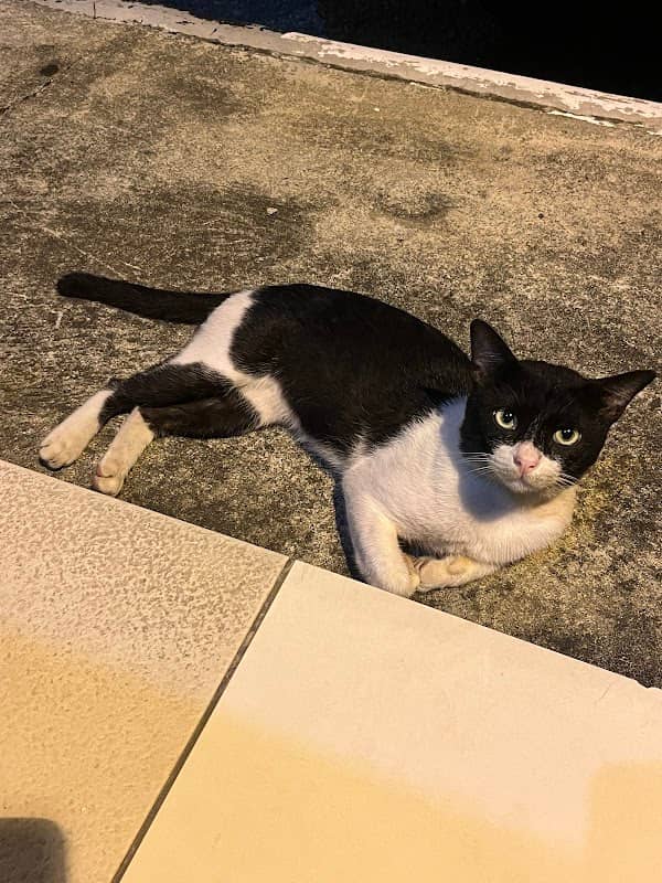 Kucing "Batman" @ Pier 99 - Image 1