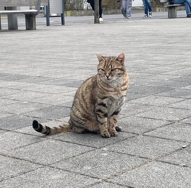 Interlaken tiger - Image 1