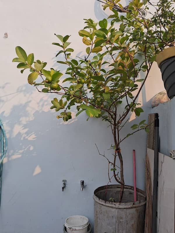 jhansi - Image 1