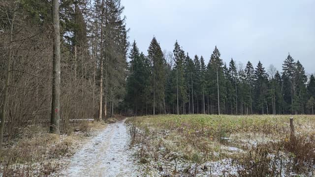 Forest Park Krasnogorsky - Image 2