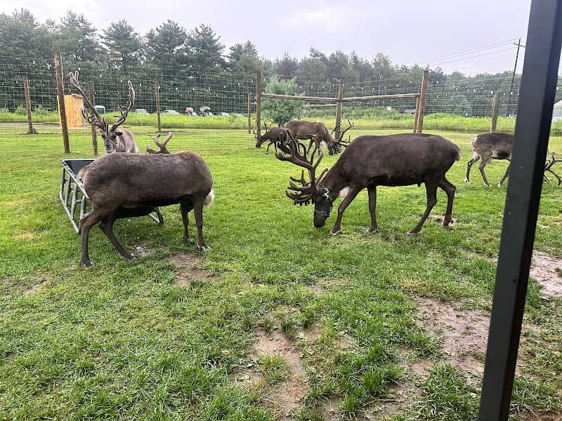 Spruce Ridge Reindeer Farm - Image 1