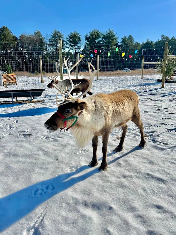Spruce Ridge Reindeer Farm - Image 2