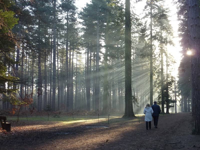 Black Park Country Park - Image 1