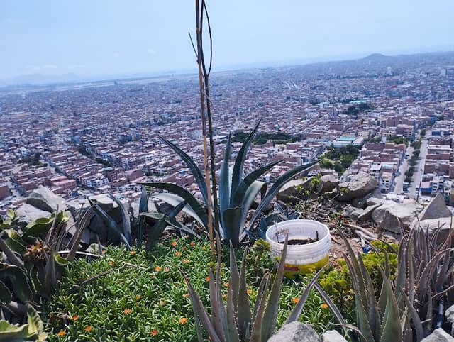Proyecto Forestal Cerro La Milla - Image 1