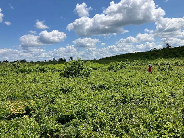 Namekagon Barrens Wildlife Area - Image 1