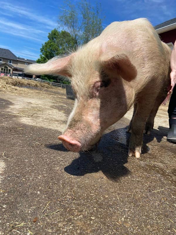 Tribe Animal Sanctuary - Image 1