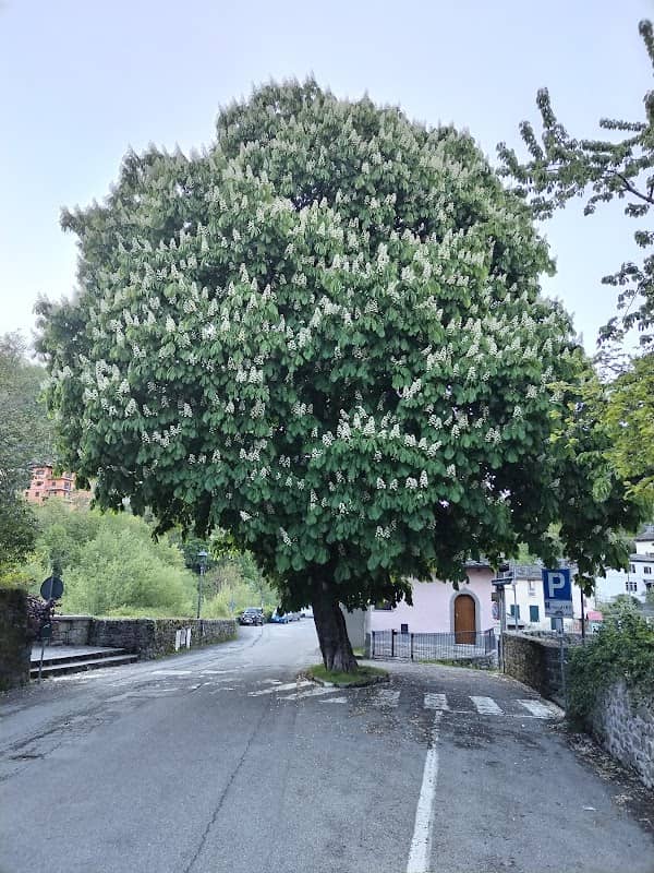 Il platano gigante - Image 3