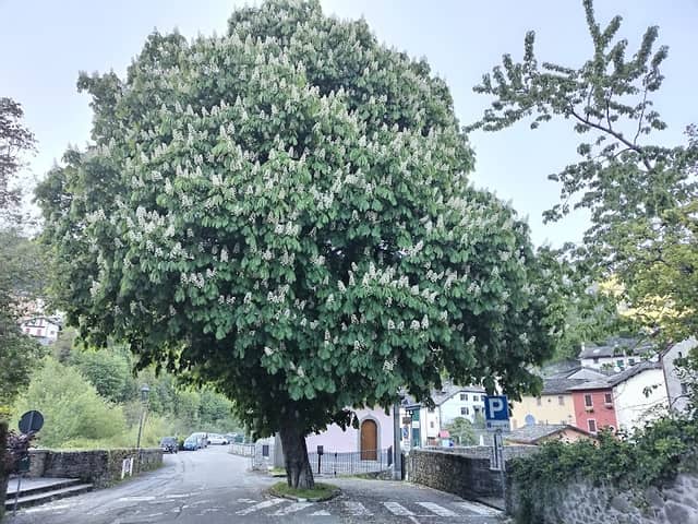 Il platano gigante - Image 1