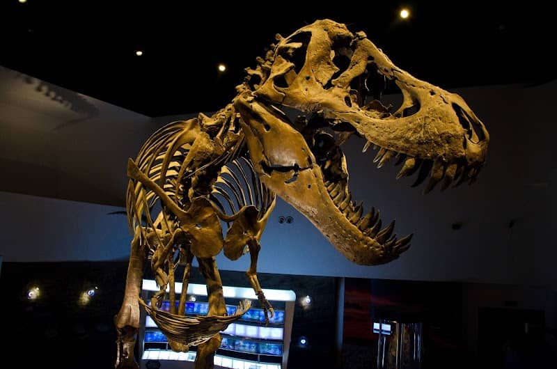 The Mind Museum - Image 1