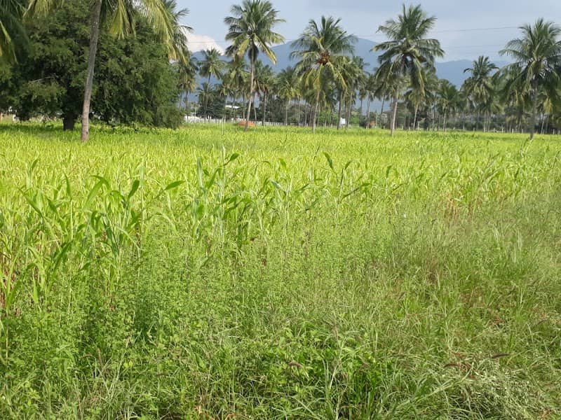 NK Gardens - Image 1