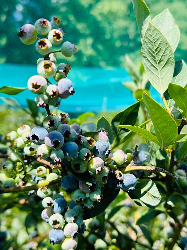 Blueberry farm - Image 2