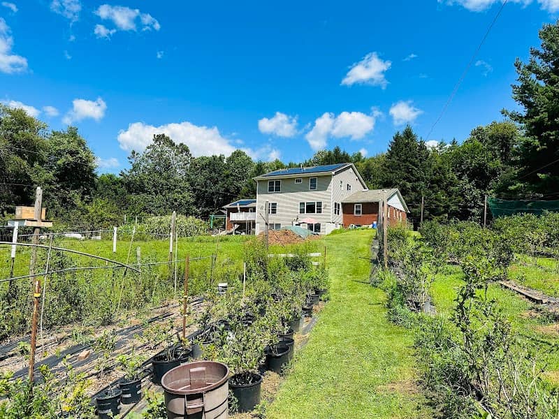 Blueberry farm - Image 1