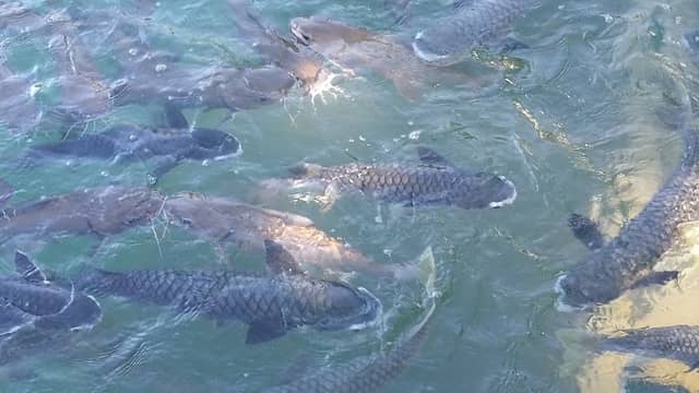 Aquascene Fish Feeding Sanctuary & Cafe - Image 1