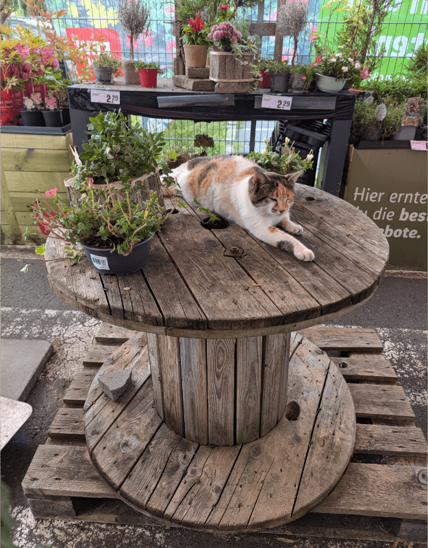 Dicke freundliche Katze - Image 1