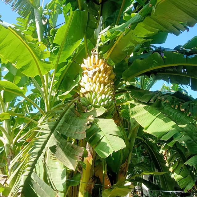 BUSH MILENIA - Image 1