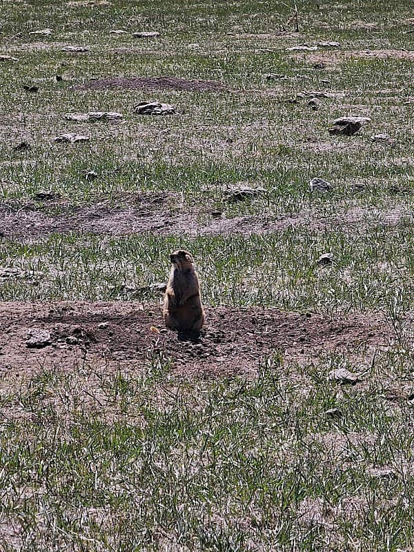 Prairie Dog Town - Image 2