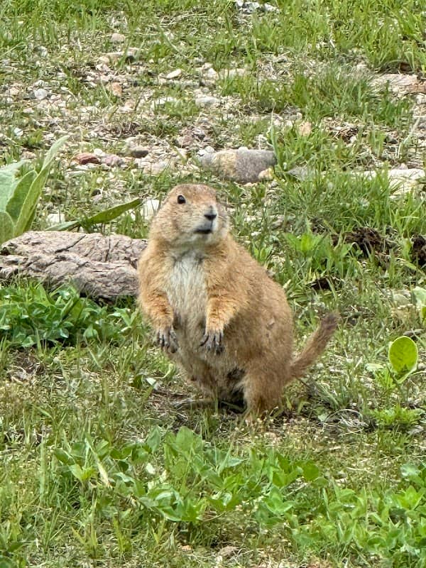 Prairie Dog Town - Image 1