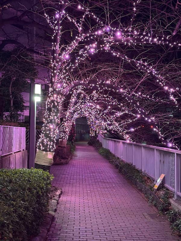 目黒川みんなのイルミネーション(冬の桜ライトアップ) - Image 1
