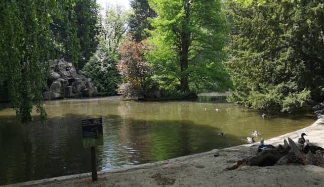Canards et poules d'eau - Image 1