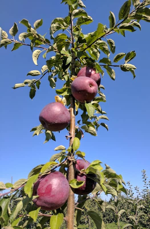 Allen's Orchard - Image 2