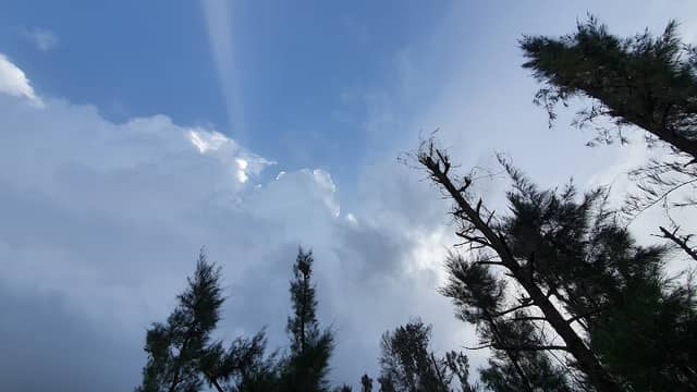 Man-Made Forest - Image 1