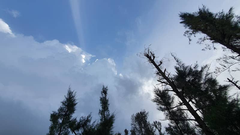 Man-Made Forest - Image 1