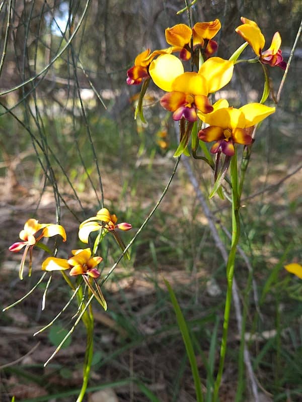 Okely Park Natural Area - Image 2