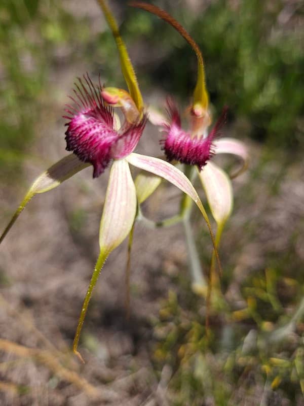 Okely Park Natural Area - Image 1